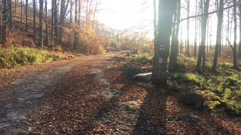 Borcut Luna Șes – Poiana Boroș