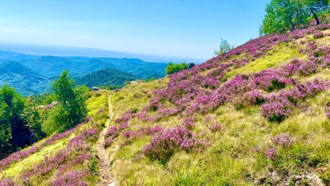 Piatra Tâlharului – Vf. Pietroasa